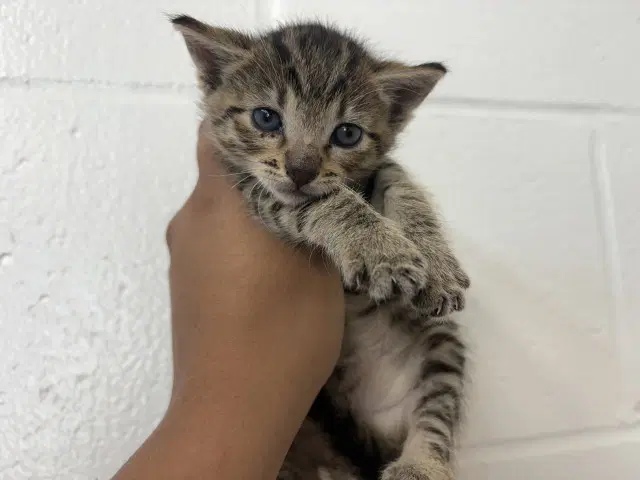 Unknown - Domestic Short Hair