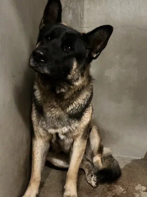 Koda - Akita
