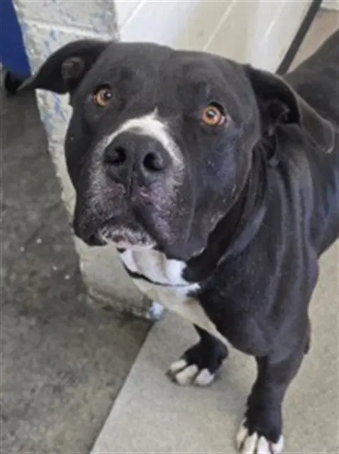 Alfed - Pit Bull Terrier