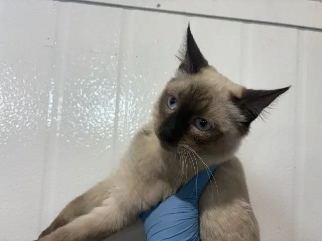 Buster - Siamese