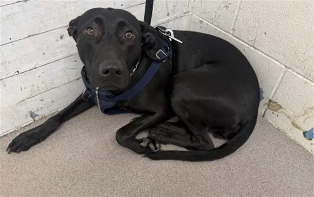 Daisy - Labrador Retriever