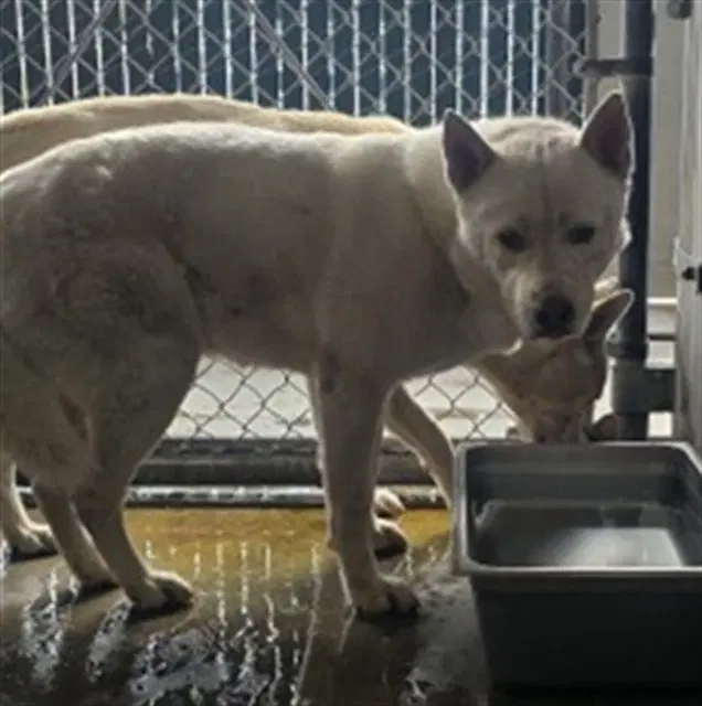 Zero - Siberian Husky
