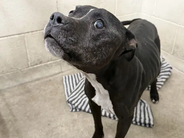 Patty - Pit Bull Terrier