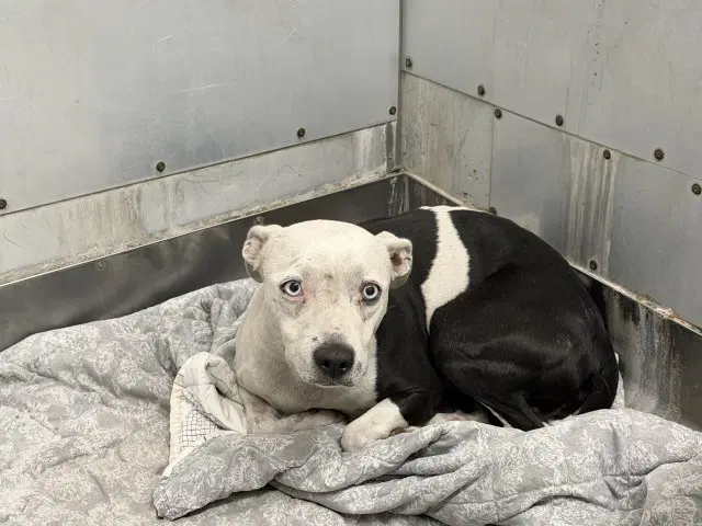 Cathy - Pit Bull Terrier