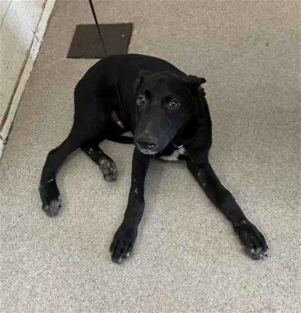 Parker - Labrador Retriever