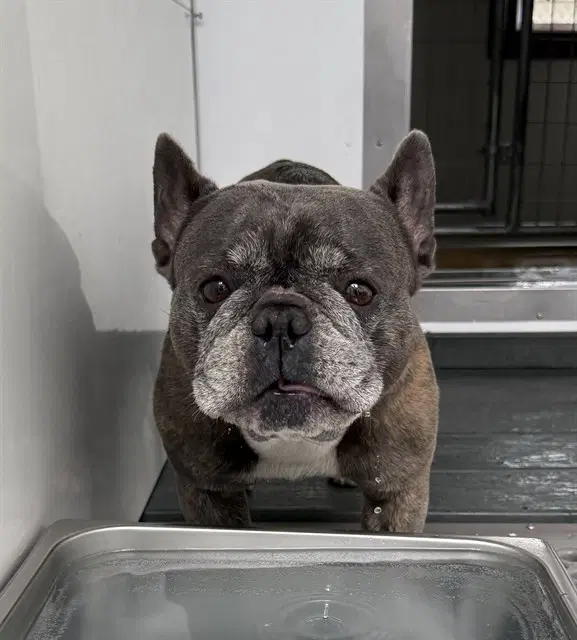 Peter - French Bulldog