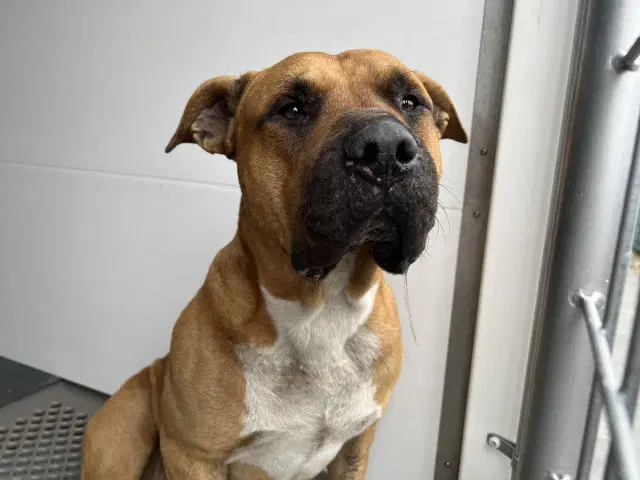 Ken - Pit Bull Terrier