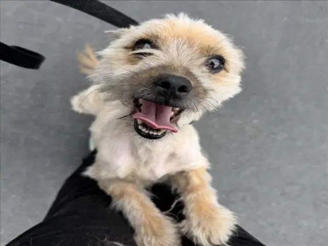 Lou - Maltese