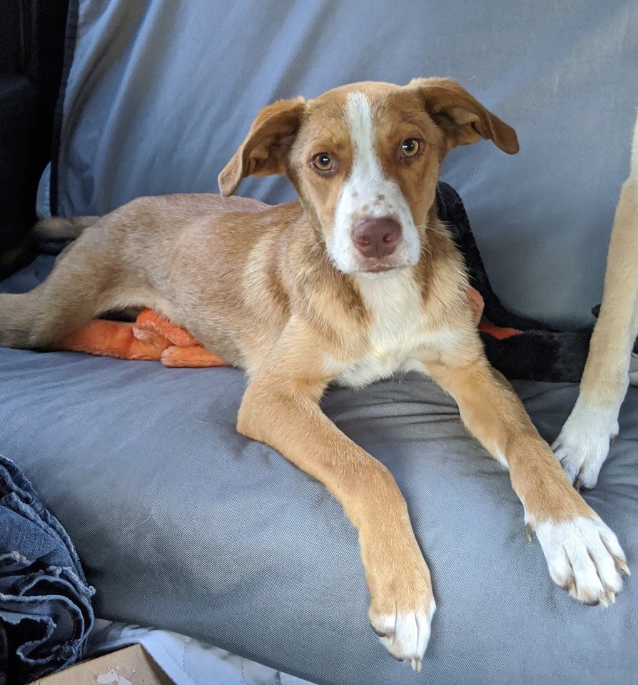 adoptable Dog in Tampa, FL named Pumpkin