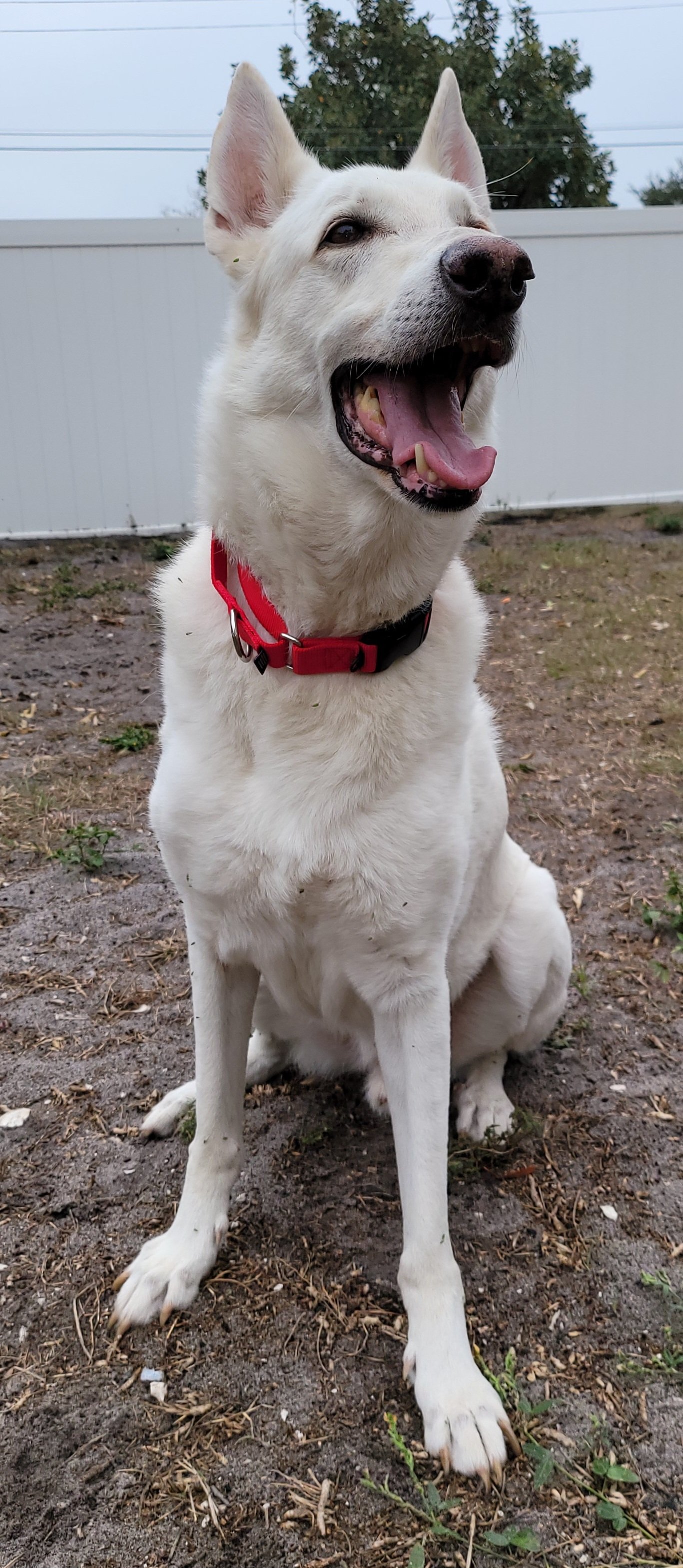 adoptable Dog in Tampa, FL named Bhalu