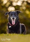 adoptable Dog in tampa, FL named Ursa