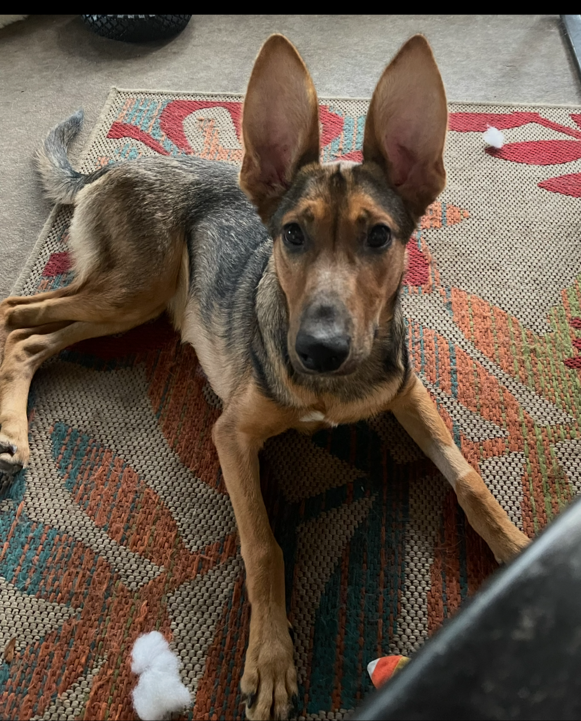 Kona - F, available for adoption
