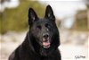adoptable Dog in tampa, FL named Nya - F