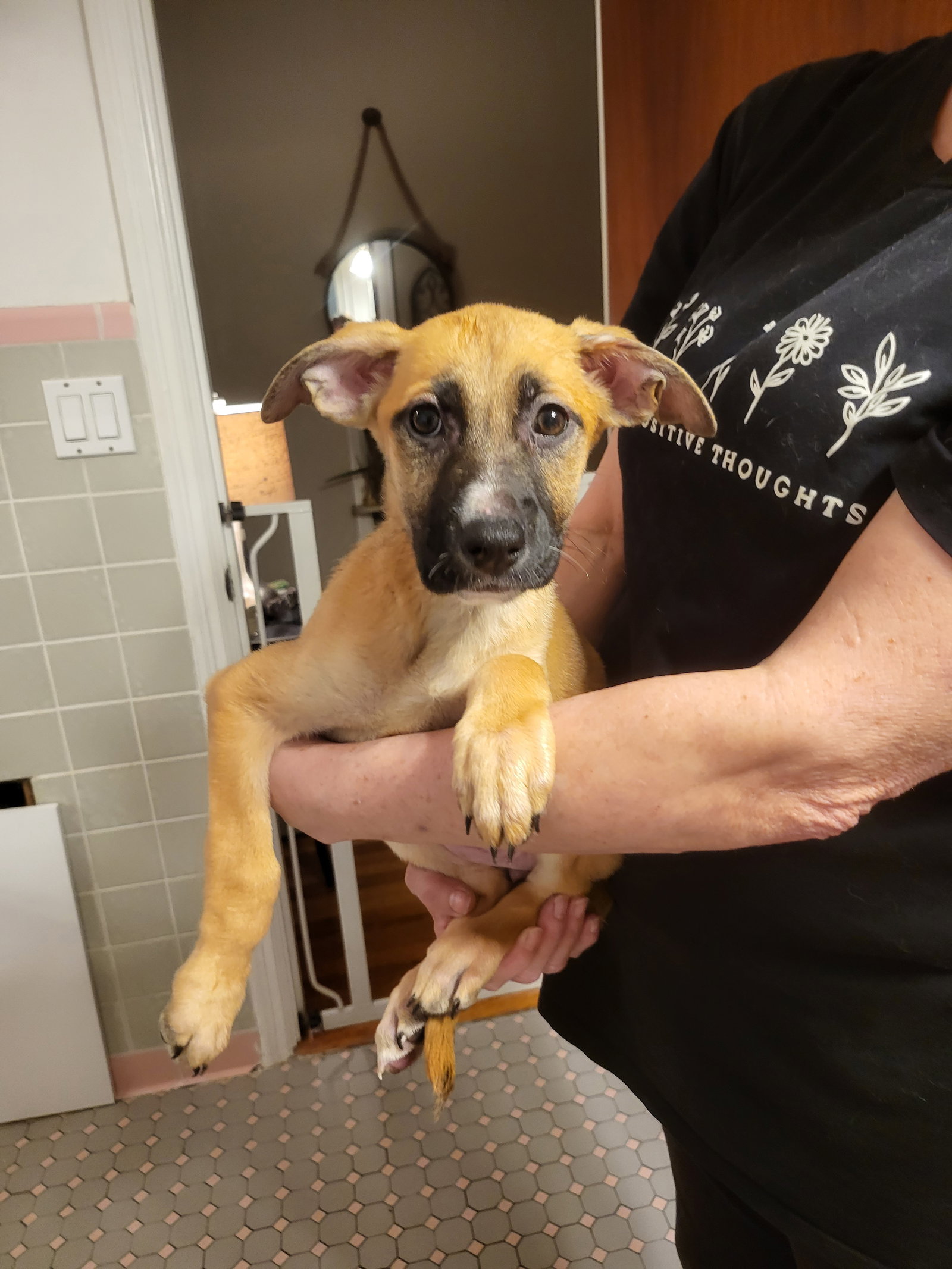 Dog for Adoption - Puppy Summer, a German Shepherd Dog in Sarasota, FL ...