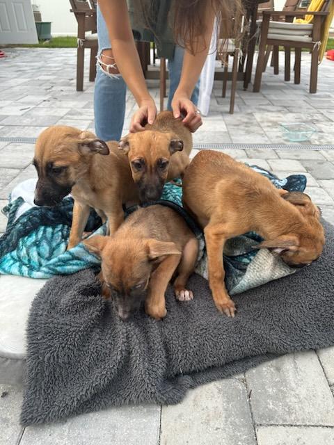 Dog for Adoption - Puppy Summer, a German Shepherd Dog in Sarasota, FL ...