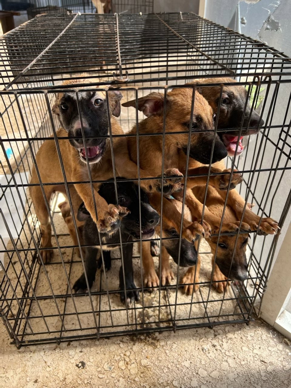Dog for Adoption Puppy Summer, a German Shepherd Dog in Sarasota, FL