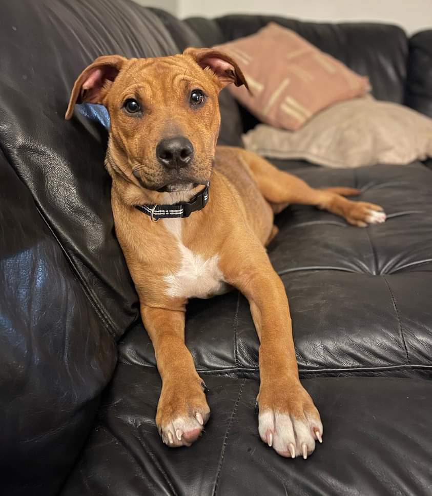 Dog for Adoption - Puppy Twix, a Black Mouth Cur in Anna Maria, FL ...