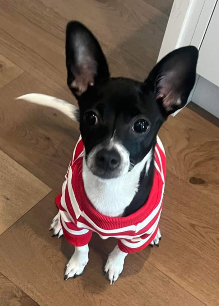 Dog for Adoption Noodle, a Chihuahua in Tampa, FL Alpha Paw