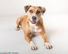 adoptable Dog in tampa, FL named Peaches - F