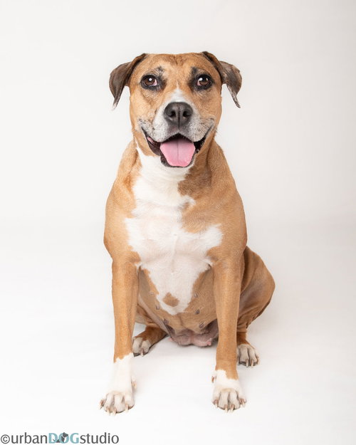 PEACHES - F - Catahoula Leopard Dog available for adoption