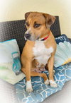 Peaches - F - Photo 7