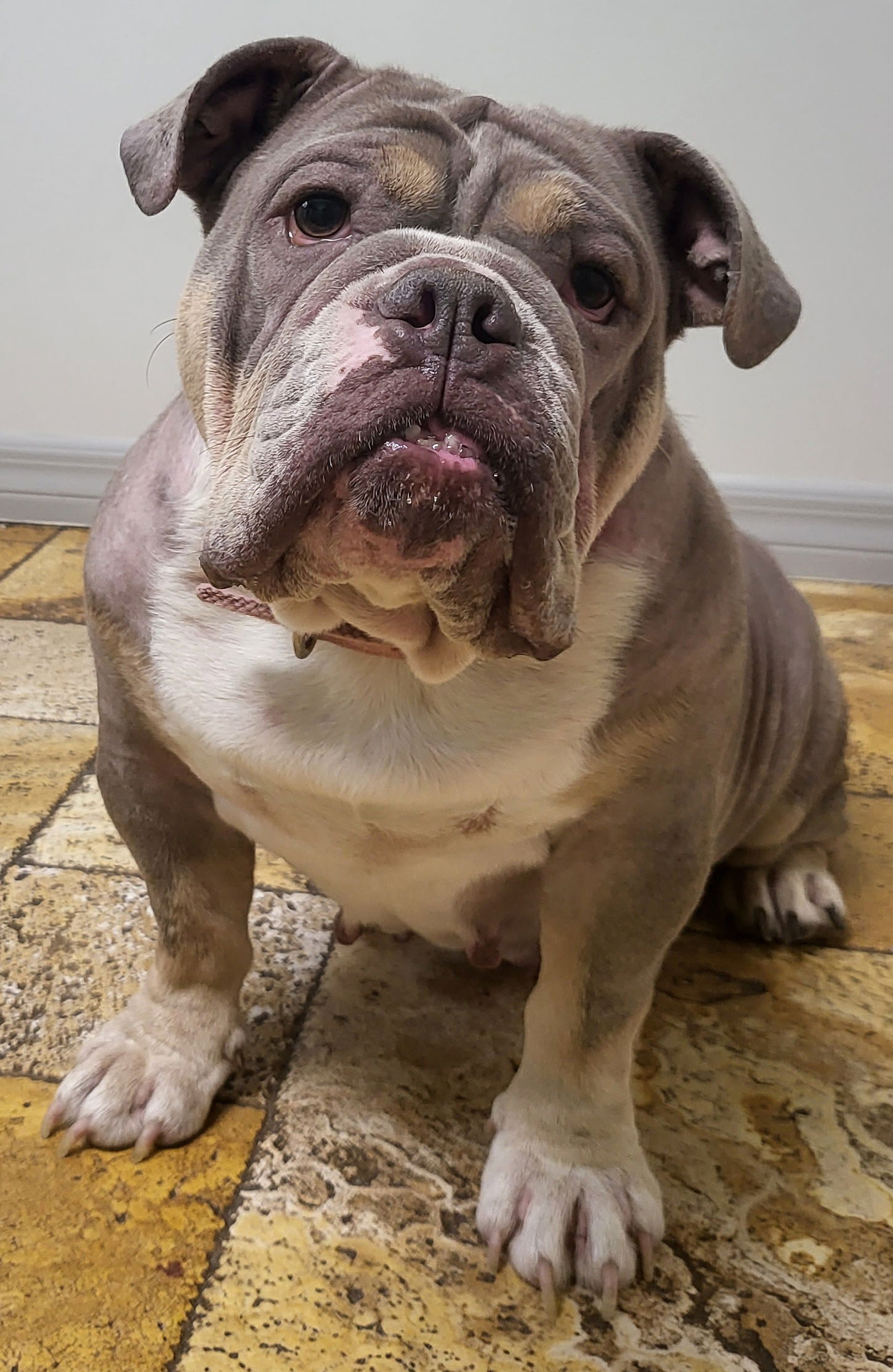 Dog for Adoption - Khloe, a English Bulldog in South Bradenton, FL ...