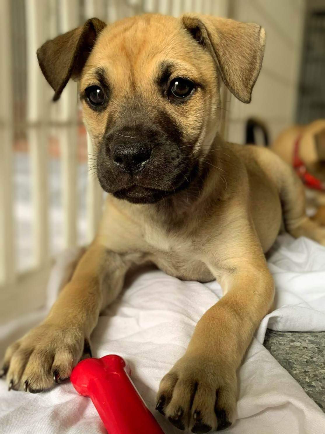 Dog for Adoption - Puppy Ember - F, a Labrador Retriever in Zephyrhills ...