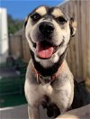 adoptable Dog in tampa, FL named Synder - F