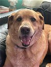 adoptable Dog in tampa, FL named Murphy