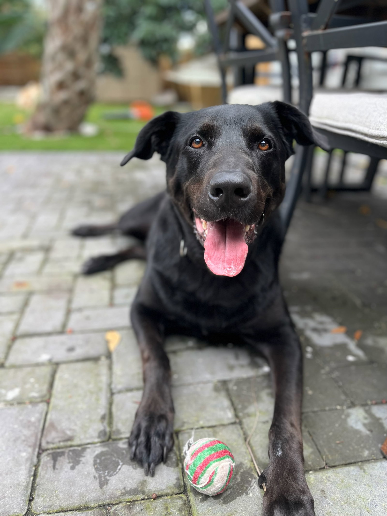 Dog for Adoption Gucci, a Labrador Retriever in Sarasota County, FL
