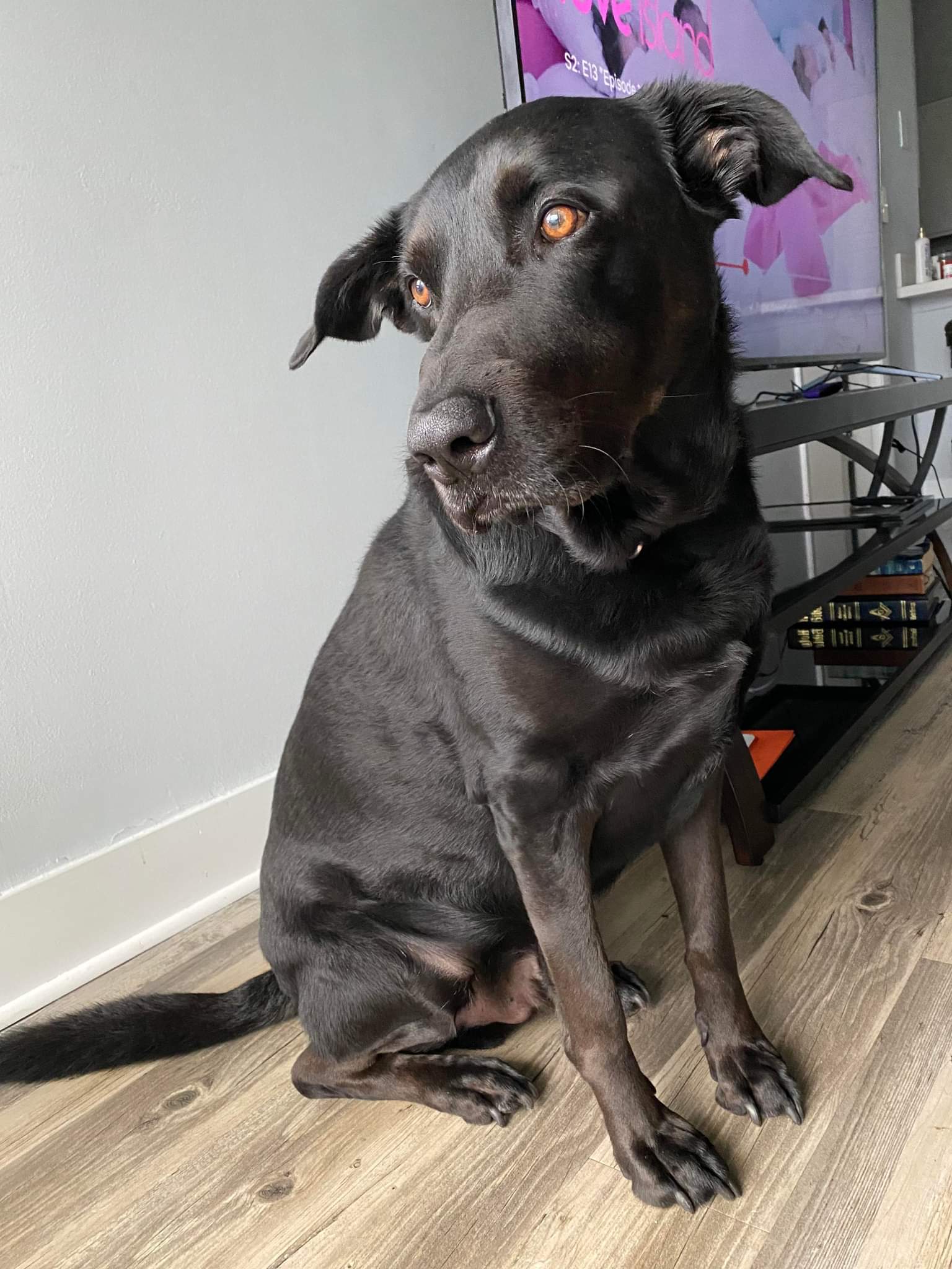 Dog for Adoption Gucci, a Labrador Retriever in Sarasota County, FL