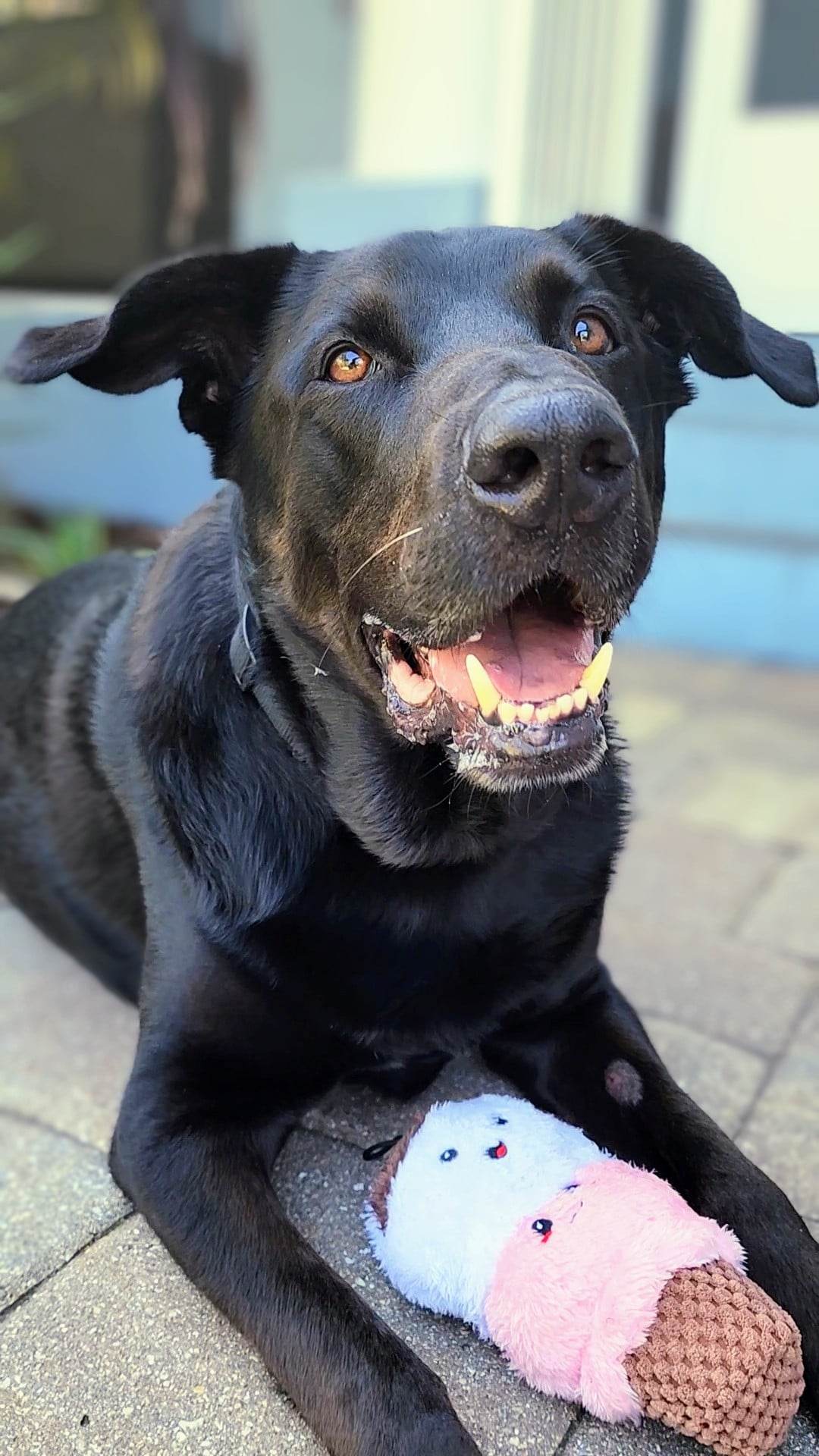 Dog for Adoption Gucci, a Labrador Retriever in Sarasota County, FL