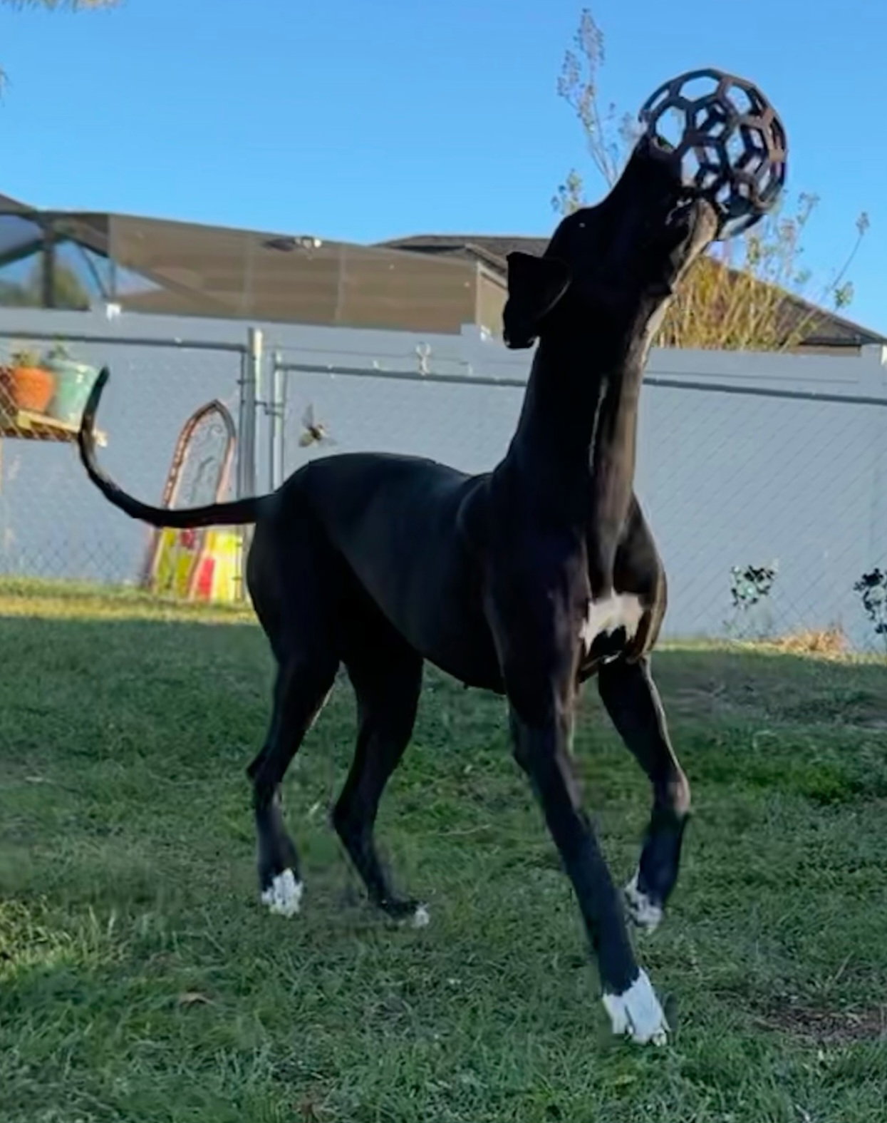 Dog for Adoption - Rose Marie, a Great Dane in Dunedin, FL | Alpha Paw