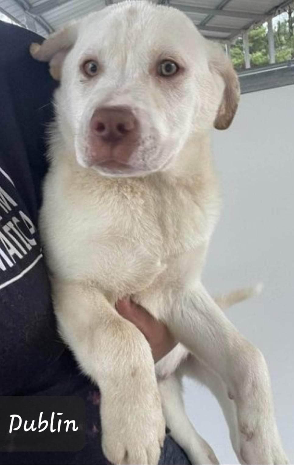Dog for Adoption Puppy Dublin, a Great Pyrenees in Trinity, FL