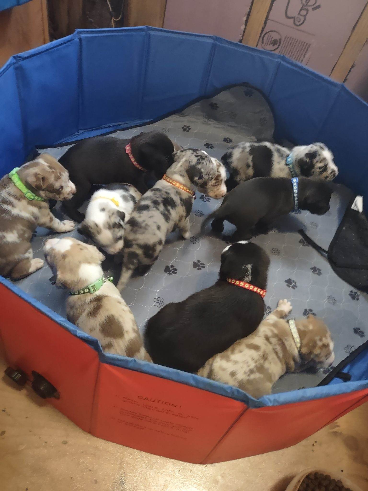 Dog for Adoption Puppy Gumbo M, a Australian Cattle Dog/Blue Heeler in Brandon, FL Alpha Paw