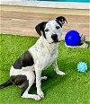 adoptable Dog in tampa, FL named Chance - M