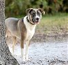 adoptable Dog in tampa, FL named Pork Chop - M