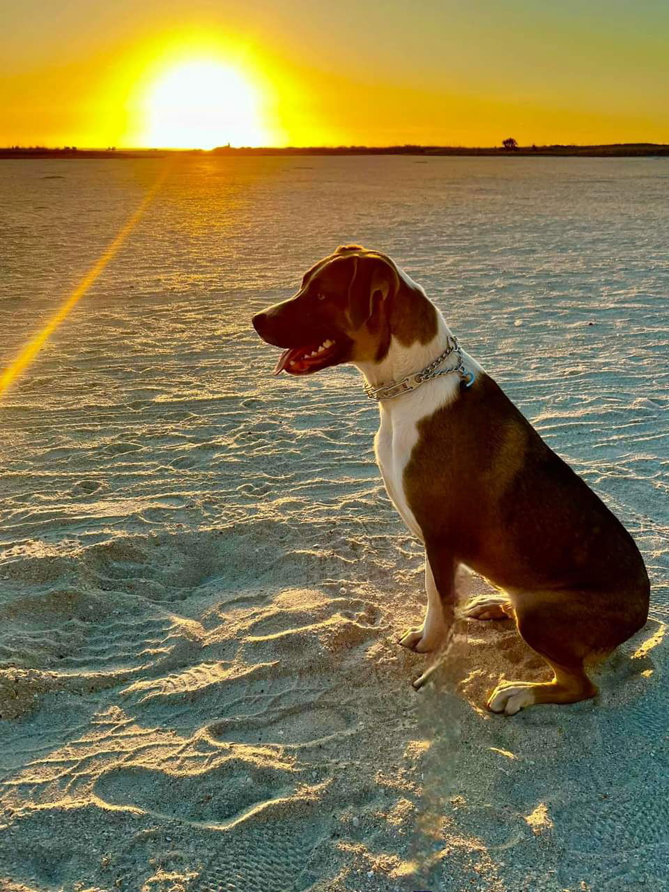 adoptable Dog in Tampa, FL named Pork Chop - M