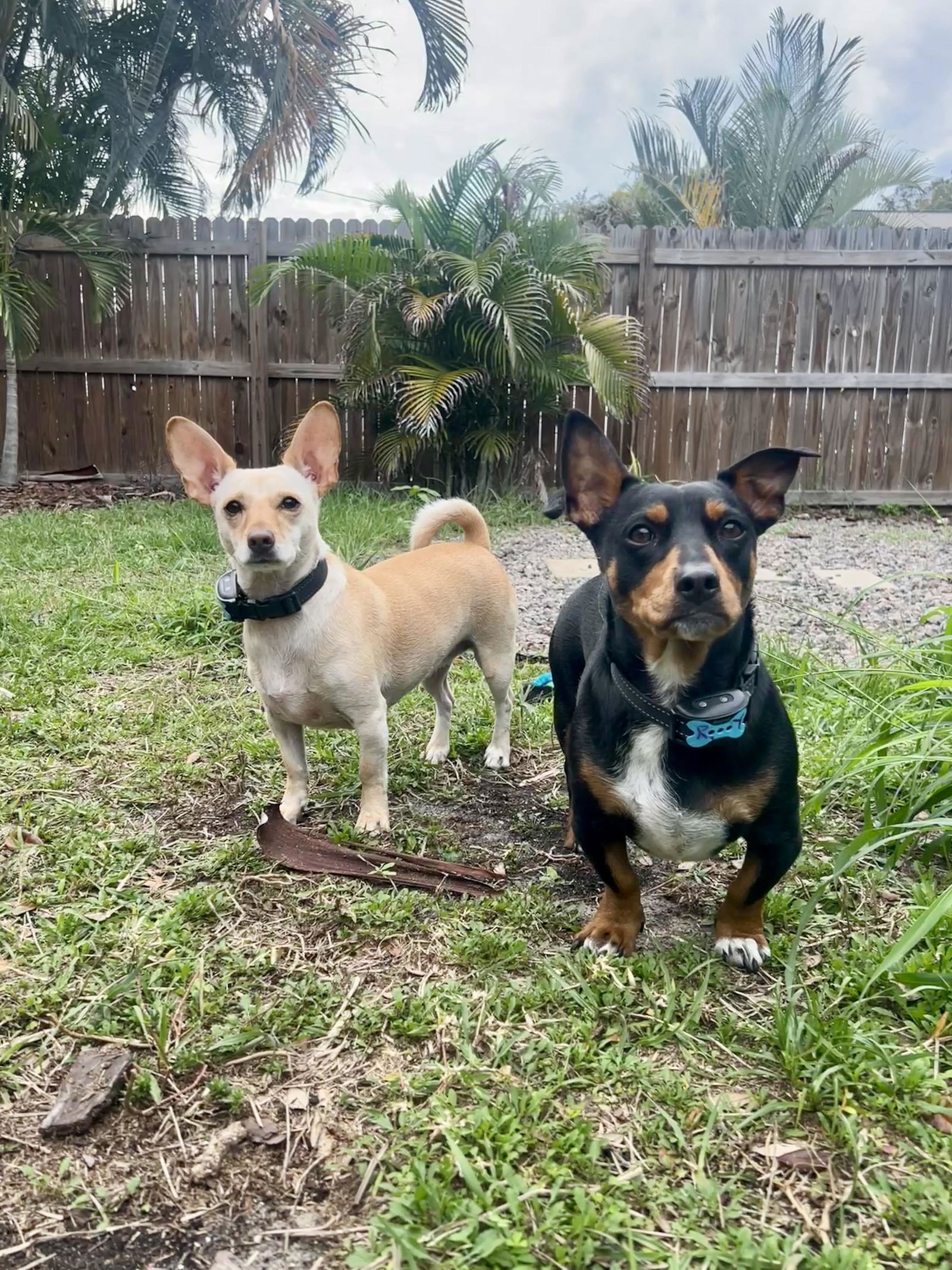 adoptable Dog in Tampa, FL named Bonded Pair Lucy & Ricky