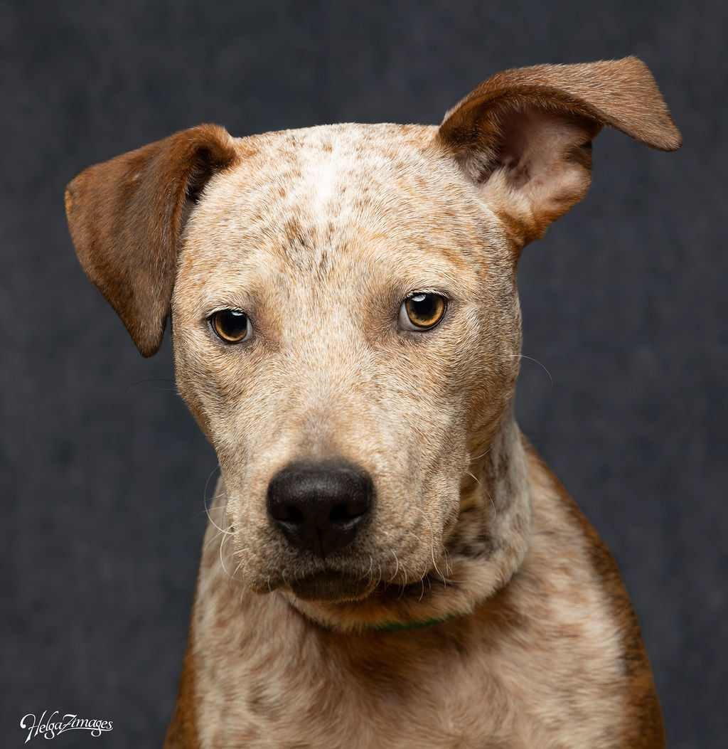 adoptable Dog in Tampa, FL named Douglas - M