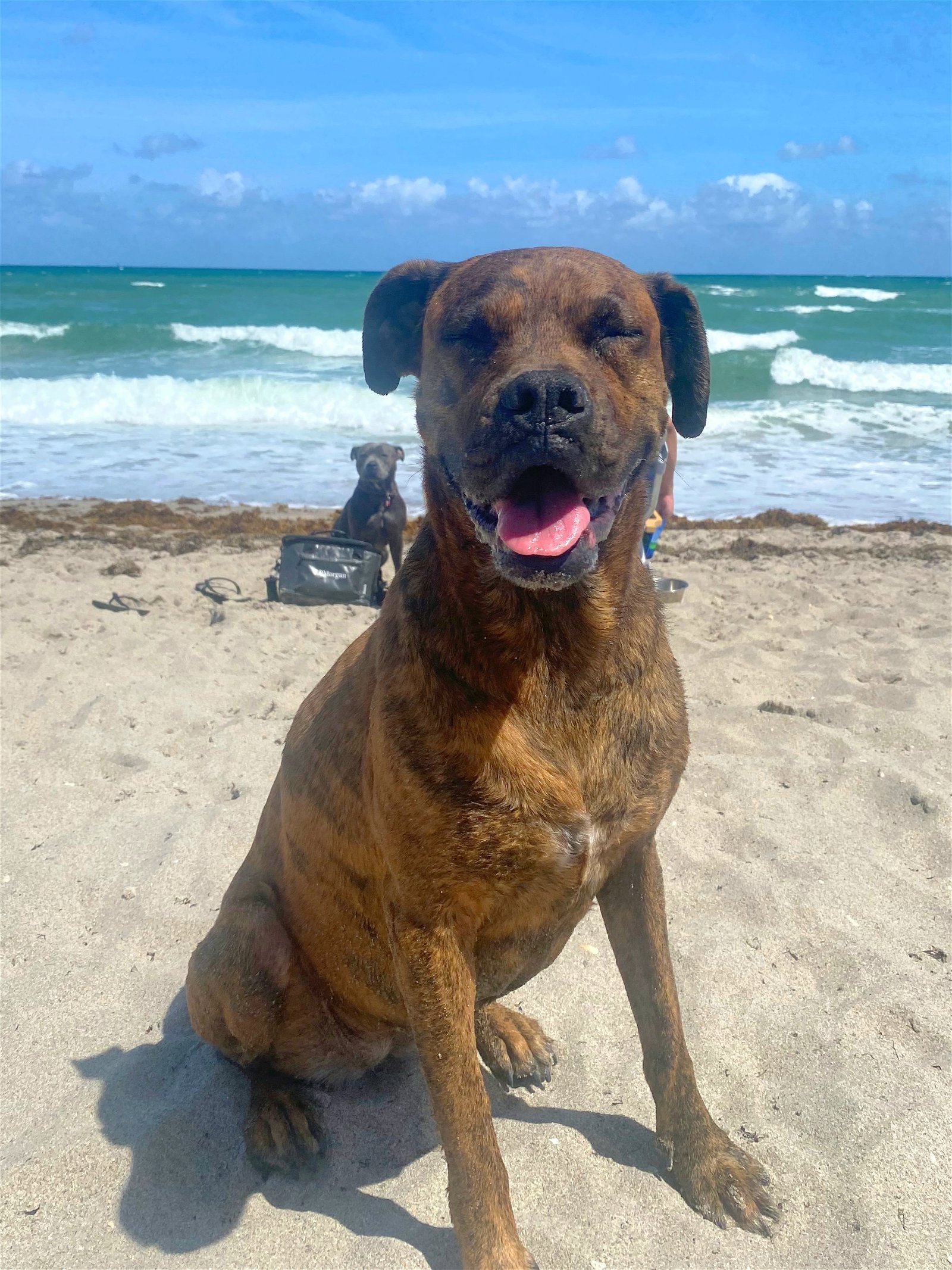 adoptable Dog in Tampa, FL named Hennie - F
