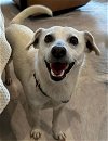 adoptable Dog in tampa, FL named Layla - F