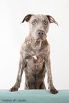 adoptable Dog in tampa, FL named Sydney - F