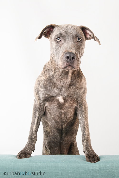 SYDNEY - F - American Pit Bull Terrier / German Shepherd Dog available for adoption