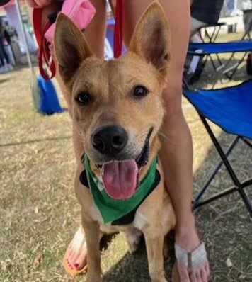 adoptable Dog in Tampa, FL named Bingo - M