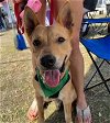 adoptable Dog in tampa, fl, FL named Bingo - M
