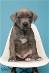 adoptable Dog in tampa, FL named Puppy Memphis - M