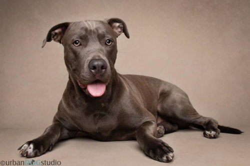 MADISON - F - American Pit Bull Terrier / German Shepherd Dog available for adoption