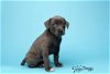 adoptable Dog in tampa, FL named Puppy Madison - F