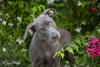 Madison - F - Photo 7